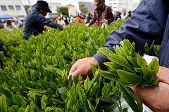 Россия резко снизила импорт двух японских продуктов Россия резко снизила импорт двух японских продуктов