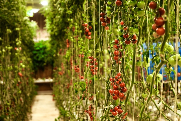 В России стремительно дорожают помидоры. Почему в некоторых регионах они стоят почти 800 рублей? В России стремительно дорожают помидоры. Почему в некоторых регионах они стоят почти 800 рублей?