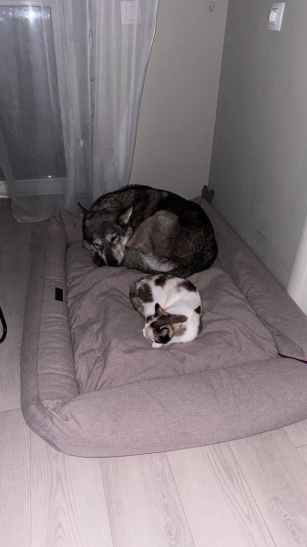 Волки, лисы и пауки. Россияне все чаще заводят дома экзотических животных. Зачем им это нужно? Волки, лисы и пауки. Россияне все чаще заводят дома экзотических животных. Зачем им это нужно?