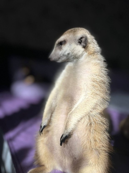 Волки, лисы и пауки. Россияне все чаще заводят дома экзотических животных. Зачем им это нужно? Волки, лисы и пауки. Россияне все чаще заводят дома экзотических животных. Зачем им это нужно?