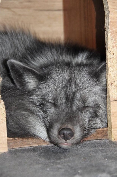 Волки, лисы и пауки. Россияне все чаще заводят дома экзотических животных. Зачем им это нужно? Волки, лисы и пауки. Россияне все чаще заводят дома экзотических животных. Зачем им это нужно?