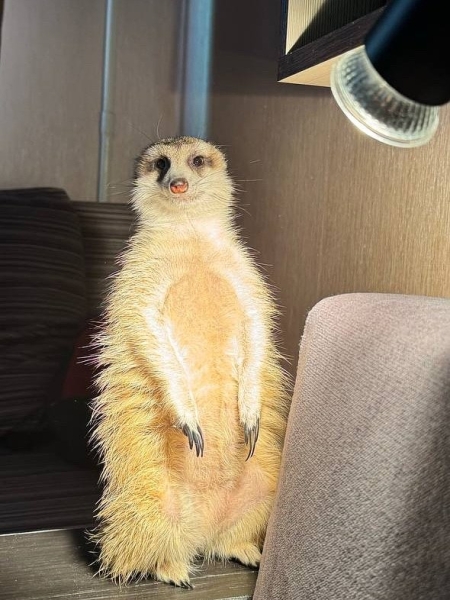 Волки, лисы и пауки. Россияне все чаще заводят дома экзотических животных. Зачем им это нужно? Волки, лисы и пауки. Россияне все чаще заводят дома экзотических животных. Зачем им это нужно?