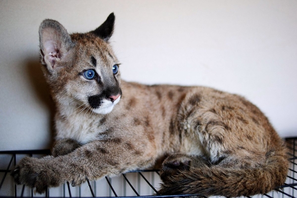 Волки, лисы и пауки. Россияне все чаще заводят дома экзотических животных. Зачем им это нужно? Волки, лисы и пауки. Россияне все чаще заводят дома экзотических животных. Зачем им это нужно?