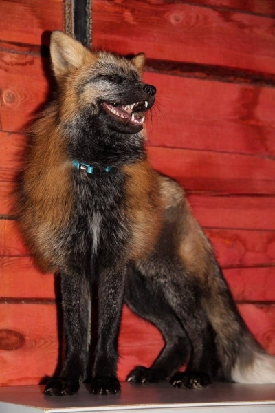 Волки, лисы и пауки. Россияне все чаще заводят дома экзотических животных. Зачем им это нужно? Волки, лисы и пауки. Россияне все чаще заводят дома экзотических животных. Зачем им это нужно?