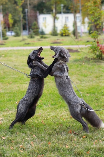 Волки, лисы и пауки. Россияне все чаще заводят дома экзотических животных. Зачем им это нужно? Волки, лисы и пауки. Россияне все чаще заводят дома экзотических животных. Зачем им это нужно?