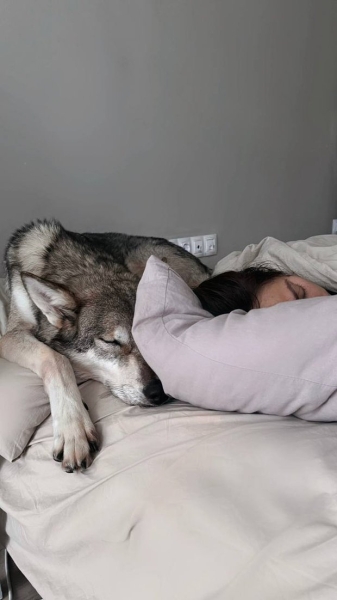 Волки, лисы и пауки. Россияне все чаще заводят дома экзотических животных. Зачем им это нужно? Волки, лисы и пауки. Россияне все чаще заводят дома экзотических животных. Зачем им это нужно?