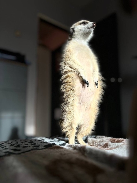 Волки, лисы и пауки. Россияне все чаще заводят дома экзотических животных. Зачем им это нужно? Волки, лисы и пауки. Россияне все чаще заводят дома экзотических животных. Зачем им это нужно?