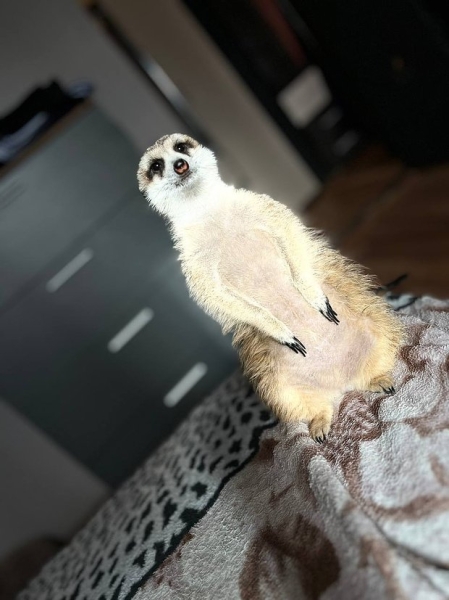 Волки, лисы и пауки. Россияне все чаще заводят дома экзотических животных. Зачем им это нужно? Волки, лисы и пауки. Россияне все чаще заводят дома экзотических животных. Зачем им это нужно?