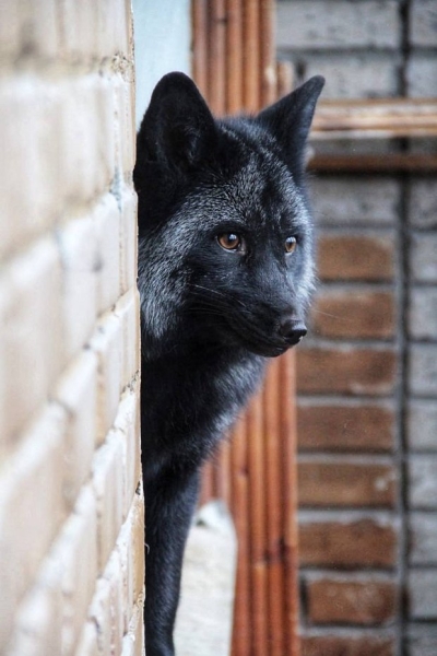 Волки, лисы и пауки. Россияне все чаще заводят дома экзотических животных. Зачем им это нужно? Волки, лисы и пауки. Россияне все чаще заводят дома экзотических животных. Зачем им это нужно?