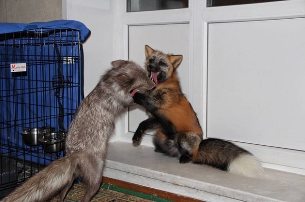 Волки, лисы и пауки. Россияне все чаще заводят дома экзотических животных. Зачем им это нужно? Волки, лисы и пауки. Россияне все чаще заводят дома экзотических животных. Зачем им это нужно?