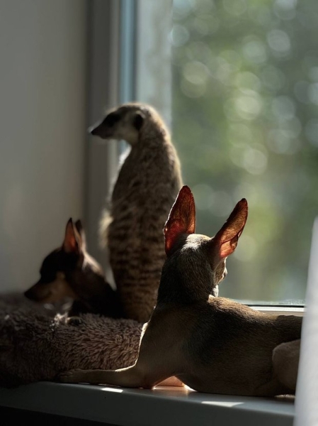 Волки, лисы и пауки. Россияне все чаще заводят дома экзотических животных. Зачем им это нужно? Волки, лисы и пауки. Россияне все чаще заводят дома экзотических животных. Зачем им это нужно?