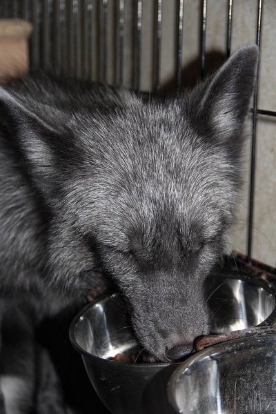 Волки, лисы и пауки. Россияне все чаще заводят дома экзотических животных. Зачем им это нужно? Волки, лисы и пауки. Россияне все чаще заводят дома экзотических животных. Зачем им это нужно?