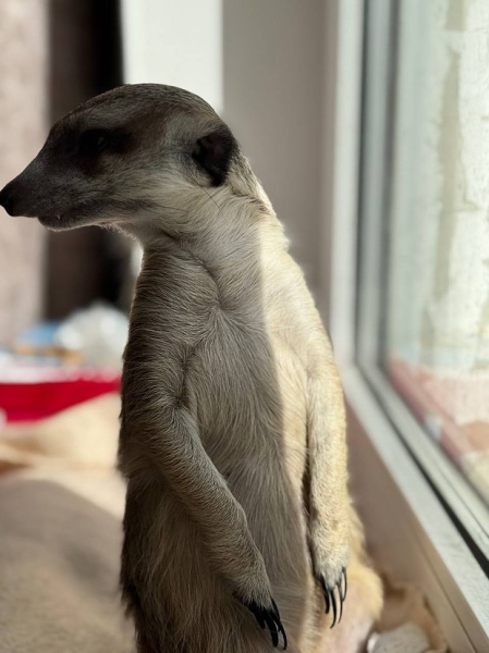 Волки, лисы и пауки. Россияне все чаще заводят дома экзотических животных. Зачем им это нужно? Волки, лисы и пауки. Россияне все чаще заводят дома экзотических животных. Зачем им это нужно?