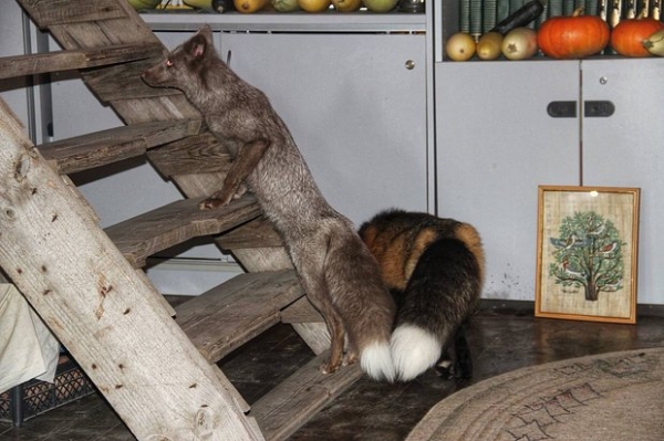 Волки, лисы и пауки. Россияне все чаще заводят дома экзотических животных. Зачем им это нужно? Волки, лисы и пауки. Россияне все чаще заводят дома экзотических животных. Зачем им это нужно?