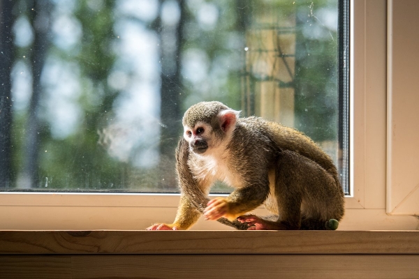 Волки, лисы и пауки. Россияне все чаще заводят дома экзотических животных. Зачем им это нужно? Волки, лисы и пауки. Россияне все чаще заводят дома экзотических животных. Зачем им это нужно?