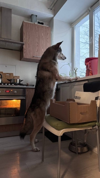 Волки, лисы и пауки. Россияне все чаще заводят дома экзотических животных. Зачем им это нужно? Волки, лисы и пауки. Россияне все чаще заводят дома экзотических животных. Зачем им это нужно?