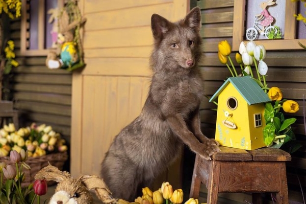 Волки, лисы и пауки. Россияне все чаще заводят дома экзотических животных. Зачем им это нужно? Волки, лисы и пауки. Россияне все чаще заводят дома экзотических животных. Зачем им это нужно?