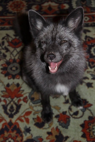 Волки, лисы и пауки. Россияне все чаще заводят дома экзотических животных. Зачем им это нужно? Волки, лисы и пауки. Россияне все чаще заводят дома экзотических животных. Зачем им это нужно?