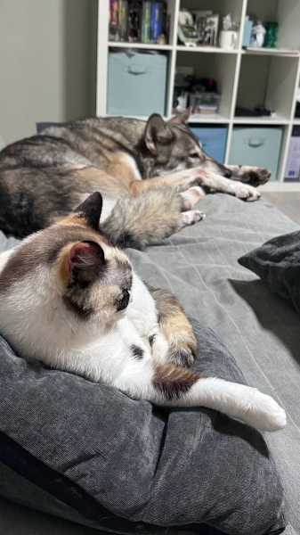 Волки, лисы и пауки. Россияне все чаще заводят дома экзотических животных. Зачем им это нужно? Волки, лисы и пауки. Россияне все чаще заводят дома экзотических животных. Зачем им это нужно?