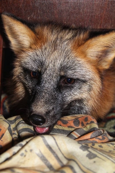 Волки, лисы и пауки. Россияне все чаще заводят дома экзотических животных. Зачем им это нужно? Волки, лисы и пауки. Россияне все чаще заводят дома экзотических животных. Зачем им это нужно?