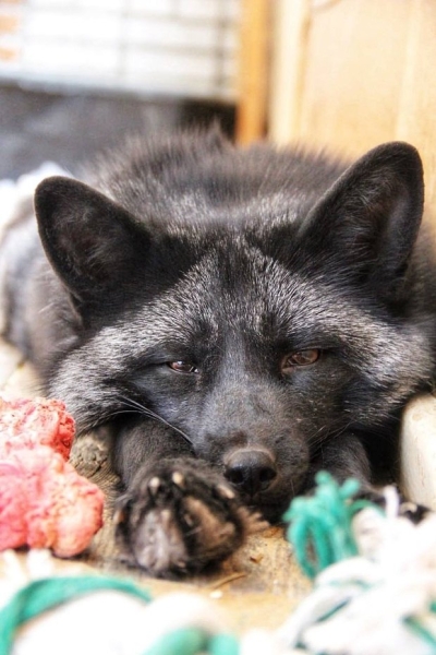 Волки, лисы и пауки. Россияне все чаще заводят дома экзотических животных. Зачем им это нужно? Волки, лисы и пауки. Россияне все чаще заводят дома экзотических животных. Зачем им это нужно?