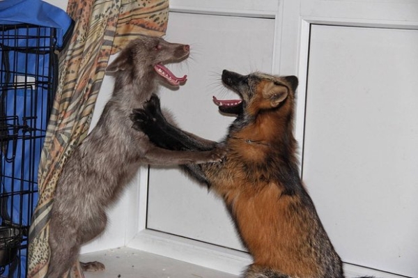 Волки, лисы и пауки. Россияне все чаще заводят дома экзотических животных. Зачем им это нужно? Волки, лисы и пауки. Россияне все чаще заводят дома экзотических животных. Зачем им это нужно?