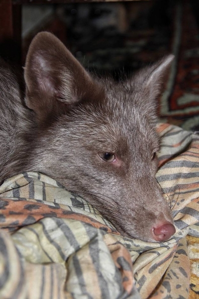 Волки, лисы и пауки. Россияне все чаще заводят дома экзотических животных. Зачем им это нужно? Волки, лисы и пауки. Россияне все чаще заводят дома экзотических животных. Зачем им это нужно?