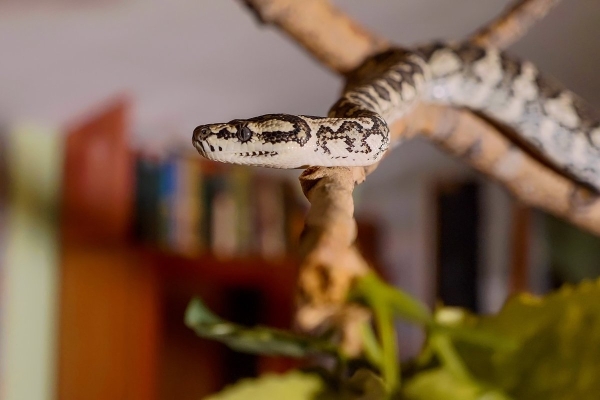 Волки, лисы и пауки. Россияне все чаще заводят дома экзотических животных. Зачем им это нужно? Волки, лисы и пауки. Россияне все чаще заводят дома экзотических животных. Зачем им это нужно?