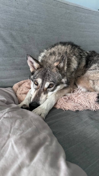 Волки, лисы и пауки. Россияне все чаще заводят дома экзотических животных. Зачем им это нужно? Волки, лисы и пауки. Россияне все чаще заводят дома экзотических животных. Зачем им это нужно?