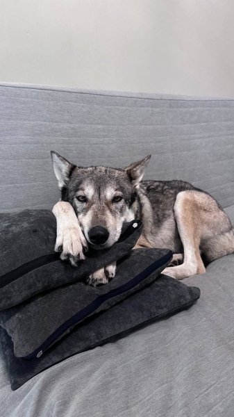 Волки, лисы и пауки. Россияне все чаще заводят дома экзотических животных. Зачем им это нужно? Волки, лисы и пауки. Россияне все чаще заводят дома экзотических животных. Зачем им это нужно?