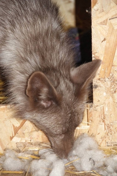 Волки, лисы и пауки. Россияне все чаще заводят дома экзотических животных. Зачем им это нужно? Волки, лисы и пауки. Россияне все чаще заводят дома экзотических животных. Зачем им это нужно?