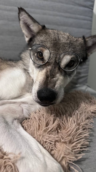 Волки, лисы и пауки. Россияне все чаще заводят дома экзотических животных. Зачем им это нужно? Волки, лисы и пауки. Россияне все чаще заводят дома экзотических животных. Зачем им это нужно?