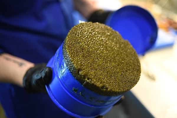 Американцы начали активно покупать товары из России. Как русский фарфор, икра и сувениры покорили Запад