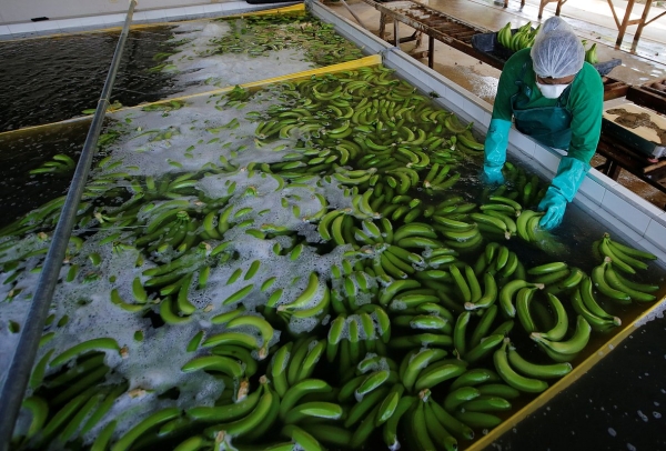 Планете грозит скорый дефицит бананов. Почему любимый всеми россиянами плод может исчезнуть с прилавков?