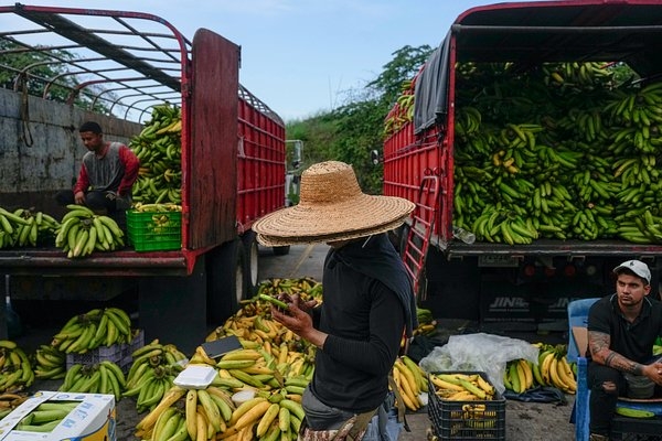 Планете грозит скорый дефицит бананов. Почему любимый всеми россиянами плод может исчезнуть с прилавков?