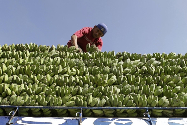 Планете грозит скорый дефицит бананов. Почему любимый всеми россиянами плод может исчезнуть с прилавков?