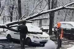 В Москве дерево под тяжестью снега рухнуло на машины
