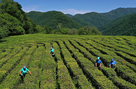 Российские компании нарастили продажи чая на рынке Евросоюза Российские компании нарастили продажи чая на рынке Евросоюза