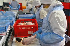 Россия захватила рынок импортной индейки одной из стран БРИКС