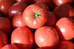 Россия резко нарастила закупки турецких помидоров Россия резко нарастила закупки турецких помидоров