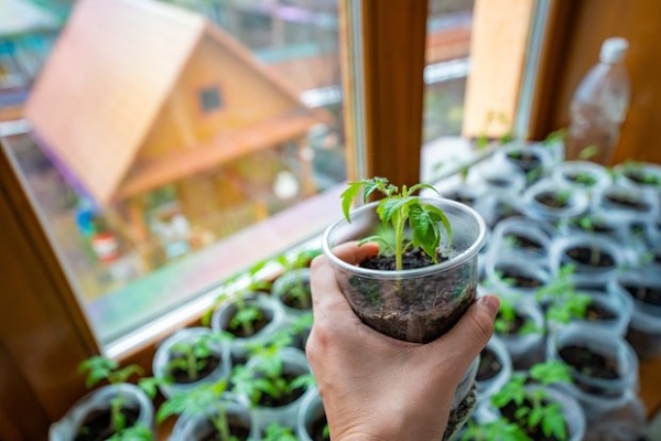 Россияне скупают на маркетплейсах невероятные растения. Как они поверили в леопардовые розы, черную клубнику и малиновые деревья?