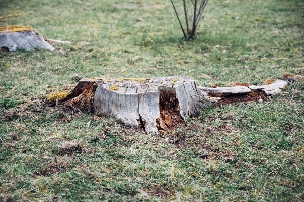 У дачников начнут отнимать участки за невырубленные деревья. От каких деревьев нужно избавиться, чтобы не нарваться на штраф?