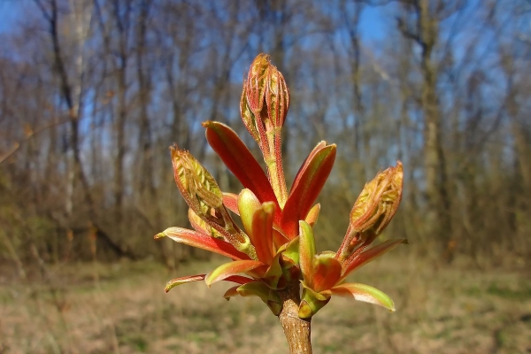 У дачников начнут отнимать участки за невырубленные деревья. От каких деревьев нужно избавиться, чтобы не нарваться на штраф?