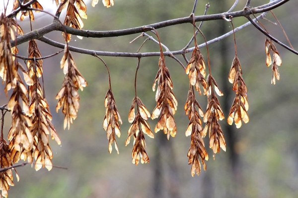 У дачников начнут отнимать участки за невырубленные деревья. От каких деревьев нужно избавиться, чтобы не нарваться на штраф?