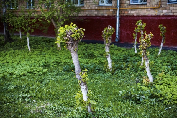 У дачников начнут отнимать участки за невырубленные деревья. От каких деревьев нужно избавиться, чтобы не нарваться на штраф?