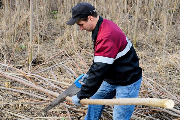 У дачников начнут отнимать участки за невырубленные деревья. От каких деревьев нужно избавиться, чтобы не нарваться на штраф?