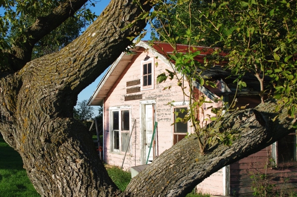 У дачников начнут отнимать участки за невырубленные деревья. От каких деревьев нужно избавиться, чтобы не нарваться на штраф?