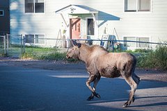 Дикий лось устроил переполох на улицах российского города