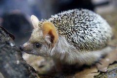 Швеция впервые внесет в красную книгу одно животное Швеция впервые внесет в красную книгу одно животное