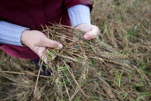 Из-за волн засухи и ливней треть фермеров в России оказалась под угрозой банкротства. Останутся ли россияне без овощей и фруктов? Из-за волн засухи и ливней треть фермеров в России оказалась под угрозой банкротства. Останутся ли россияне без овощей и фруктов?